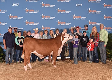 Ryder Day 3rd place Heavy Polled Hereford Houston Livestock Show