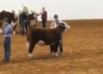 Cooper Shaw Champion Middle Weight Hereford Fort Worth Stock Show
