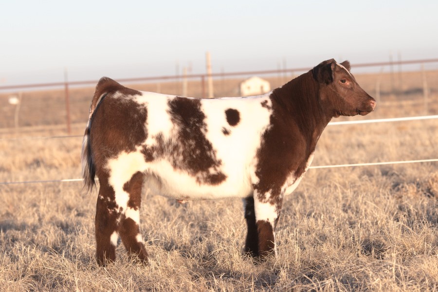 Steers | High-Quality Genetics for Sale or Lease | Day Show Cattle ...